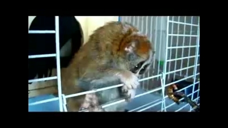 Sonyas Food( Nycticebus