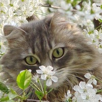 Светлана Максимова