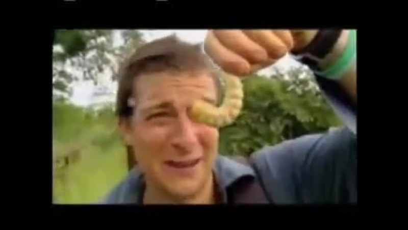 Беар