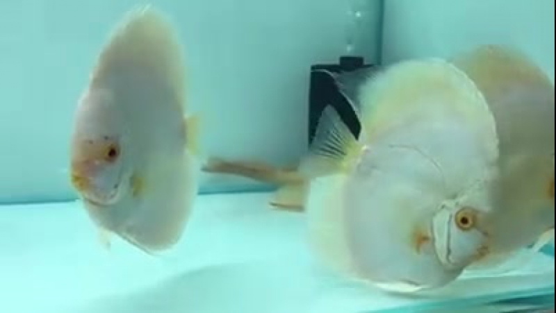 Albino white. Генри Анг.
