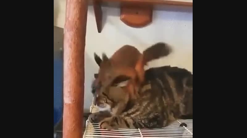 Doc430645210_501691702.mp4