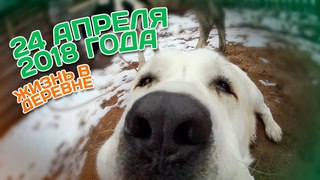 24 апреля 2018 года // Жизнь в деревне