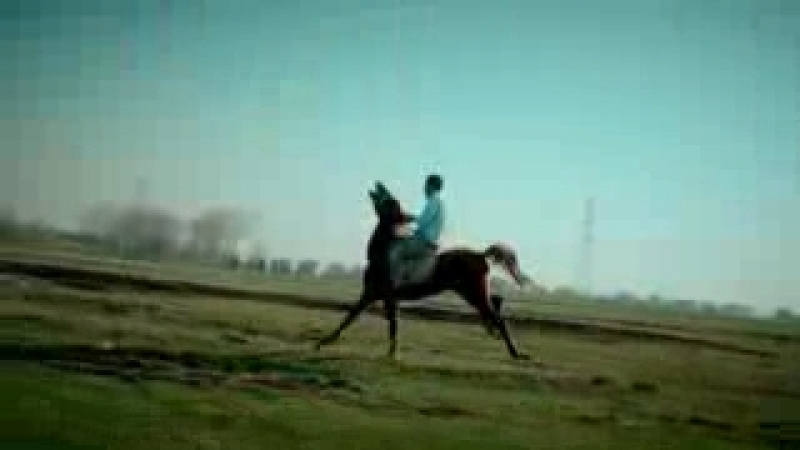 мая