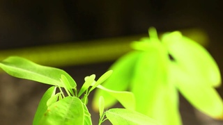 Codariocalyx motorius (Desmodium gyrans)