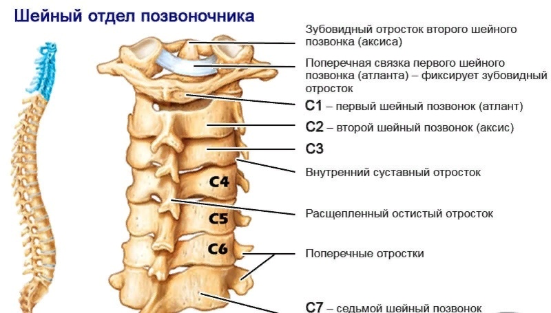 Вот на! хрустят позвонки в шее уважуха блоггер. Зашебись!
