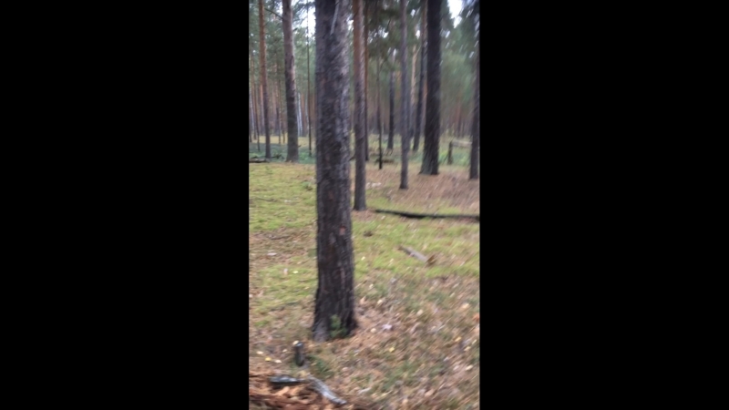 Гром, 1, 5 км, лес,