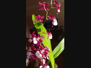 Oncidium 'Sharry Baby'