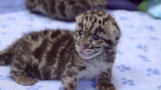 Трёхнедельные котята дымчатого леопарда PtDefianceZoo1