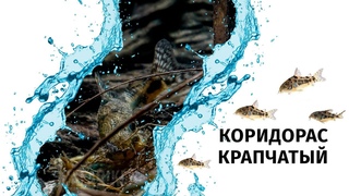 Сом Коридорас крапчатый. Содержание в аквариуме и ареал обитания