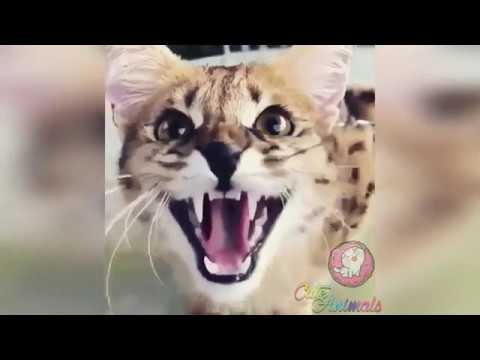 My kitty and Super FUNNY compilation ANIMALS