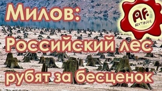 Милов: Российский лес рубят за бесценок