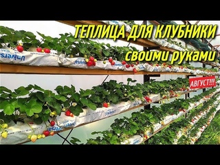ТЕПЛИЦА ДЛЯ КЛУБНИКИ/Плодоношение клубники/Август-2019..