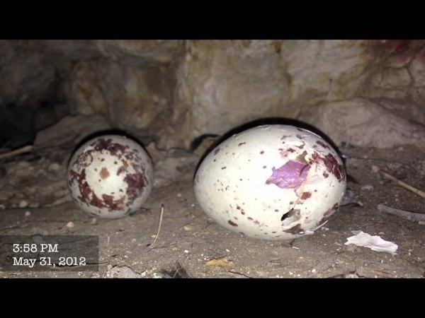 Baby Vulture Hatching!