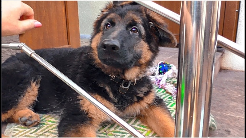 Роза ЩЕНОК Длинношерстной Немецкой Овчарки 3 мес Puppy long haired