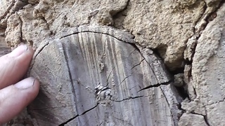 Глиночурка и кора