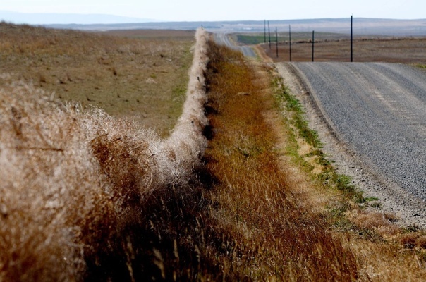 ПЕРЕКАТИ-ПОЛЕ / TUMBLEWEED Благодаря вестернам перекати-поле стало американским символом. Его используют в медиа подчеркивая заброшенный, засушливый, безлюдный характер места. Обычно это