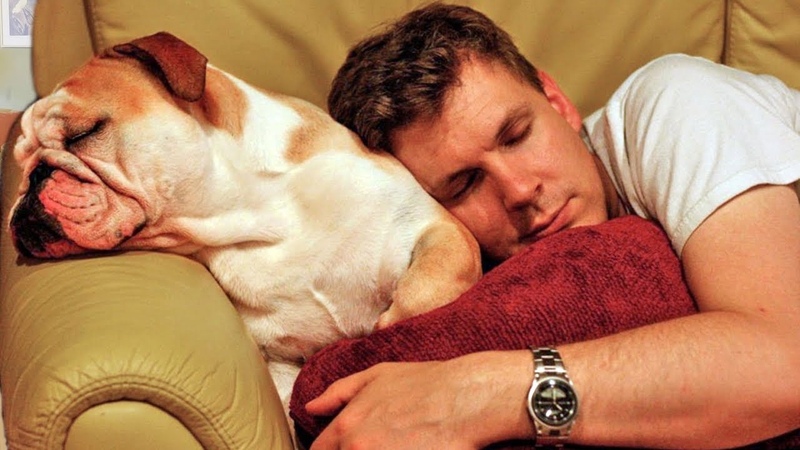 Dog Want Sleep in Owners Bed Compilation
