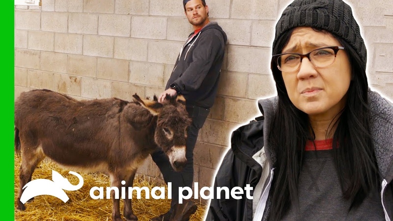 Donkey Mom Is Reunited With Her Baby After Spending The Night Apart, Saved By The