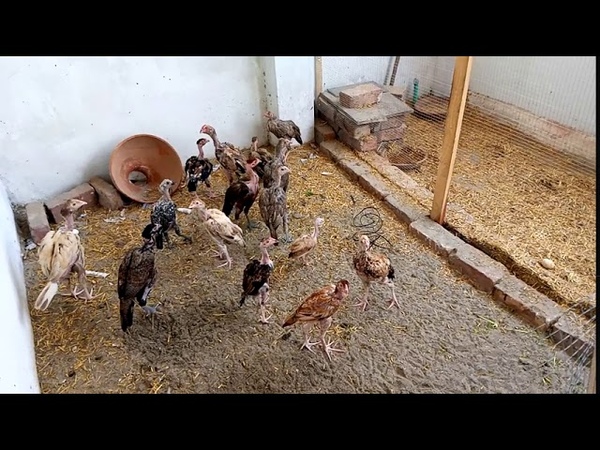 Desi Chicken Farm on a House