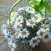 Людмила Белых