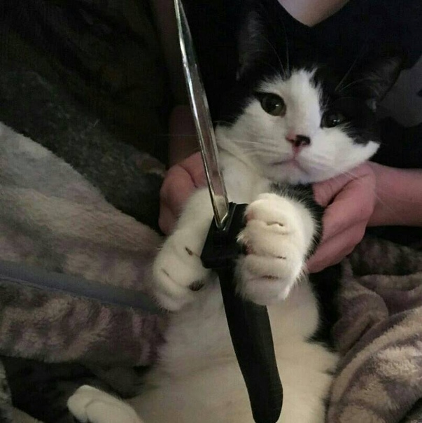 Юрий Двачевский