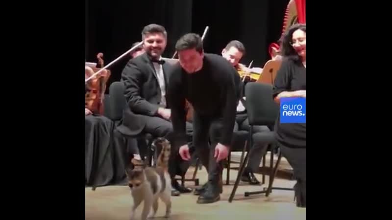 😻 NO COMMENTS 😻.mp4