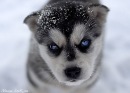 Фотография Хайдара Альнемера