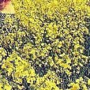 №146, Маша Ганенко, 33 года, Киев №146, Маша Ганенко, 33 года, Киев