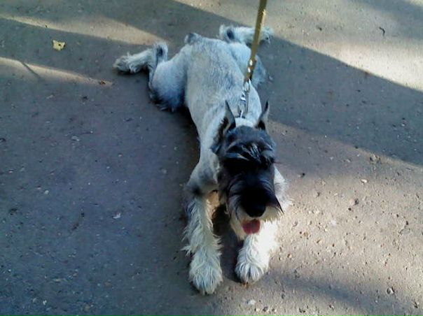 №6, Дима Мищенко №6, Дима Мищенко