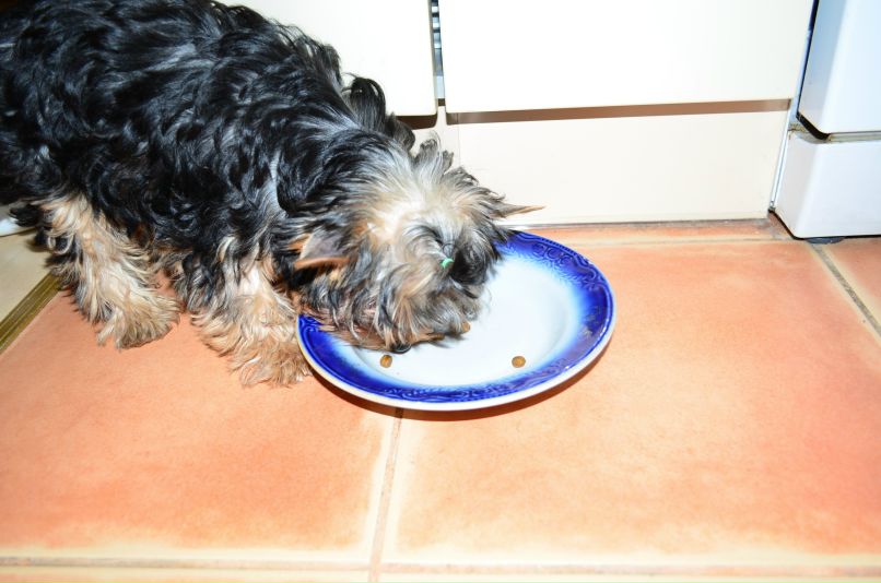 Виталий Вешкин iostream | Макеевка