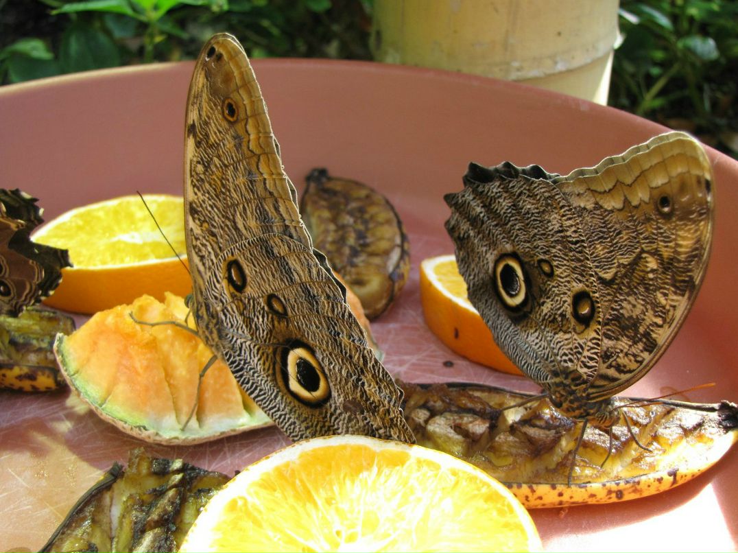 Егор Вехов | Amherst