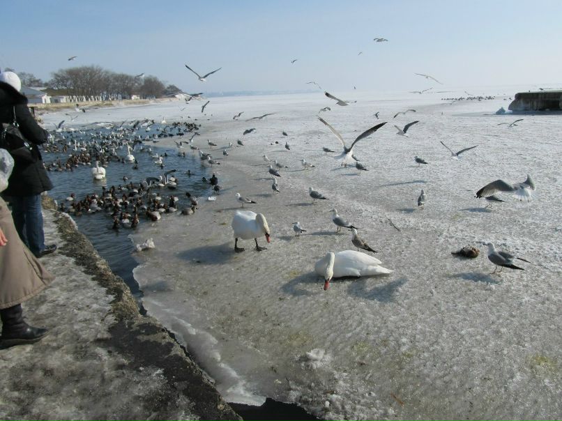 Владимир Коркош васильевич | Мариуполь