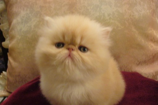 Виталия Лазовская | 