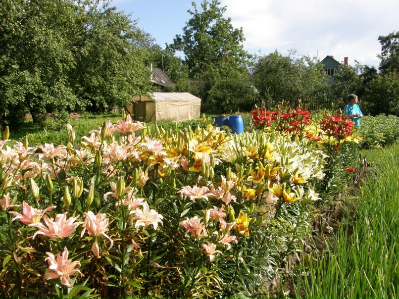 Александра Орлова | Санкт-Петербург