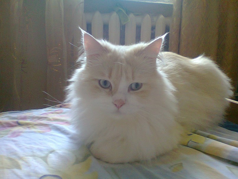 Лариса Александрова | Чебоксары