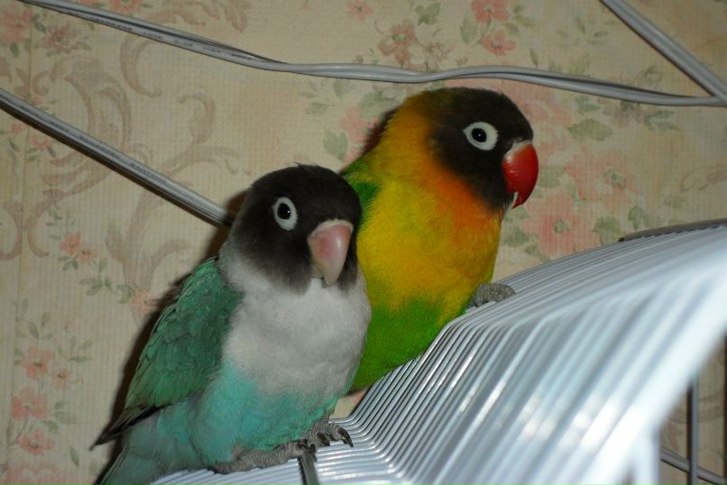 Василий Злобин | Санкт-Петербург