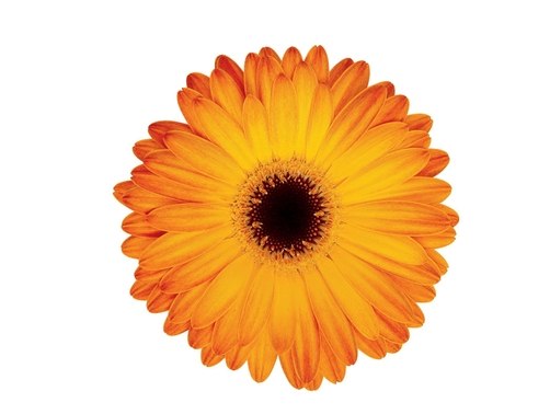 Вадим Гоноровский | Киев