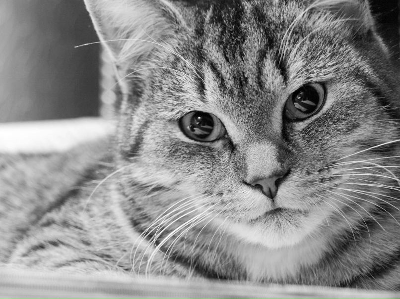 Oleksii Hutnichenko Digitallizm | Katowice