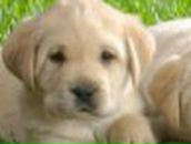 Татьяна Петрова | Красноярск