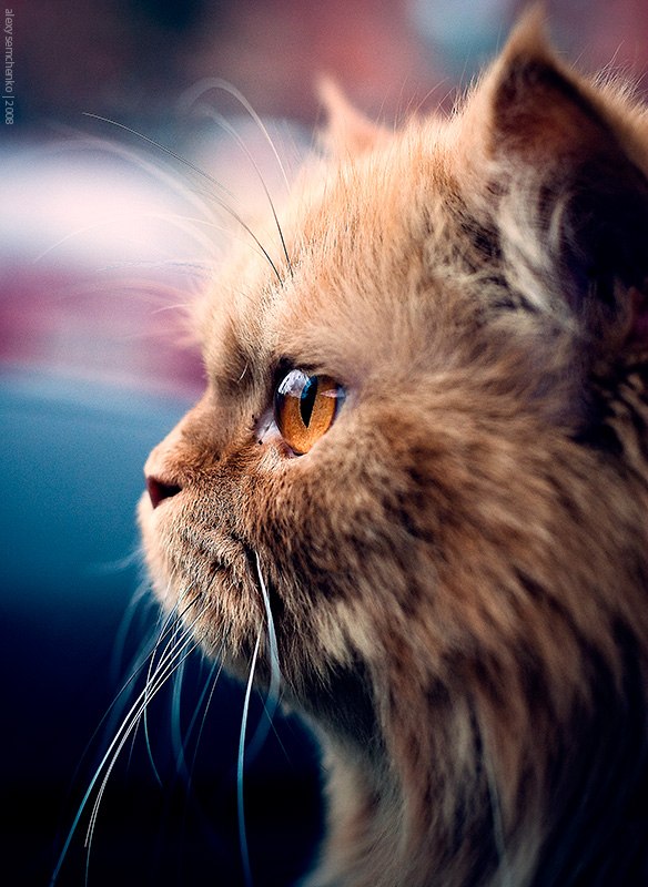 Олег Канунников | Москва