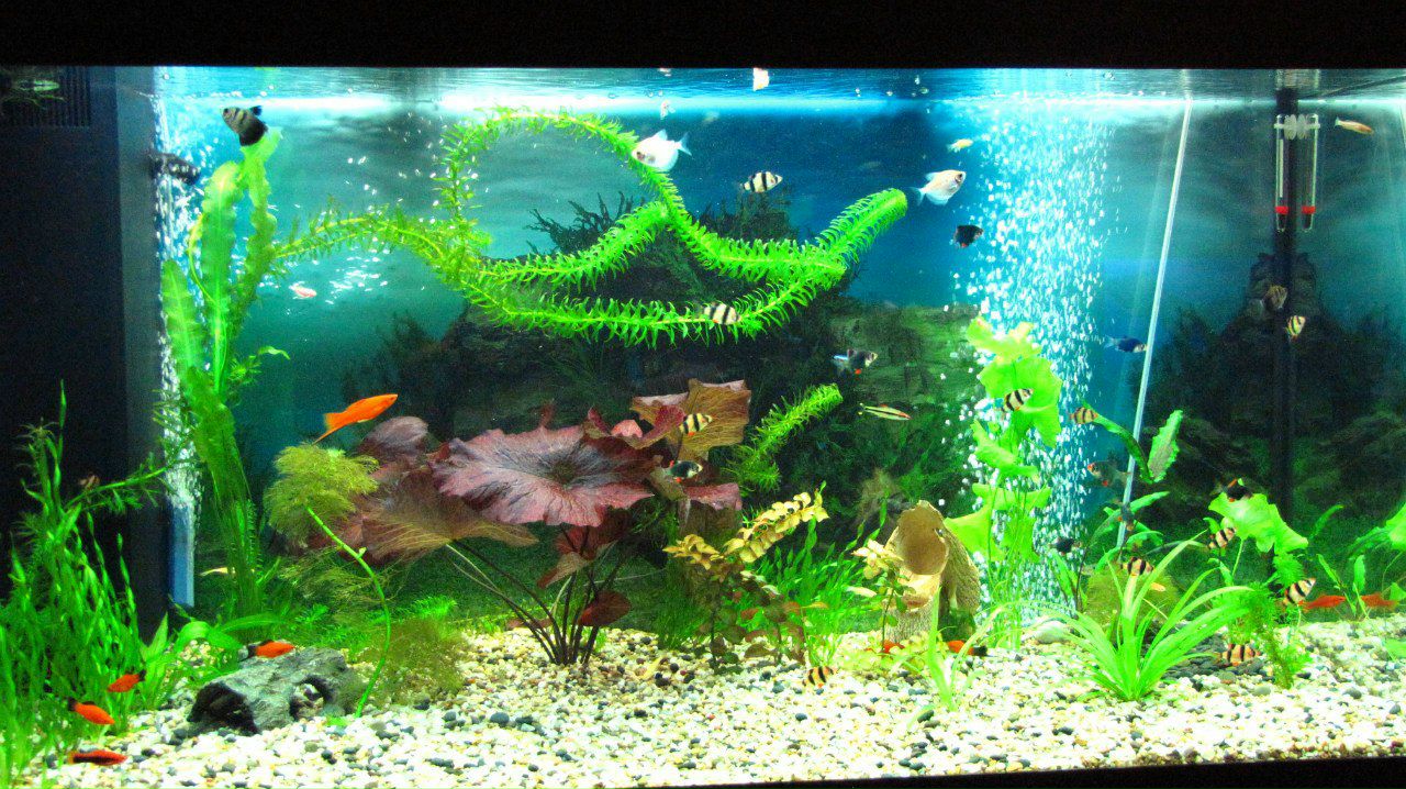 Татьянка Горковенко Cypress | Одесса