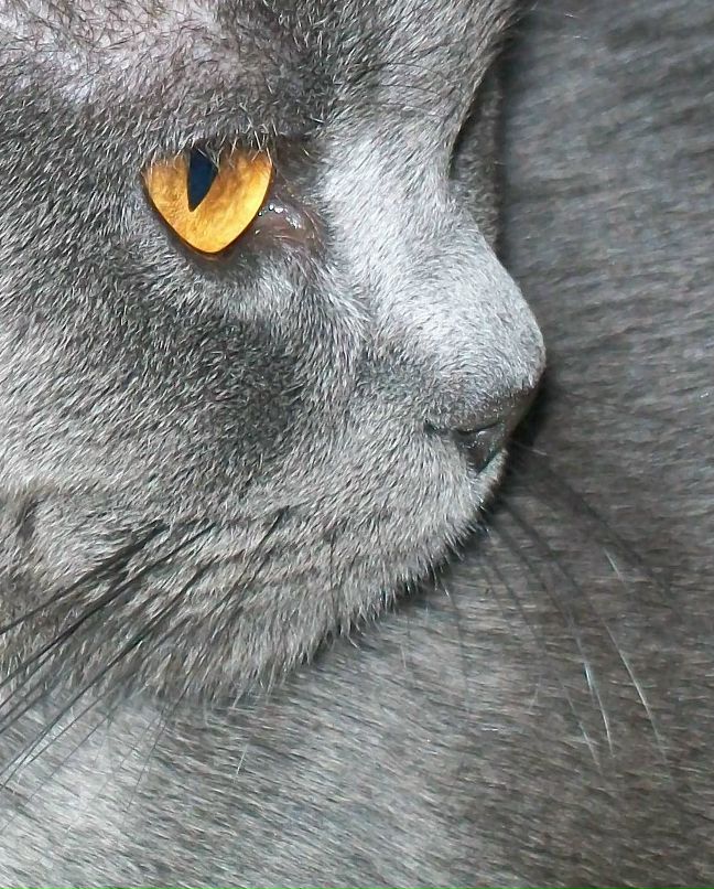 Ольга Владимирова | Белая Церковь