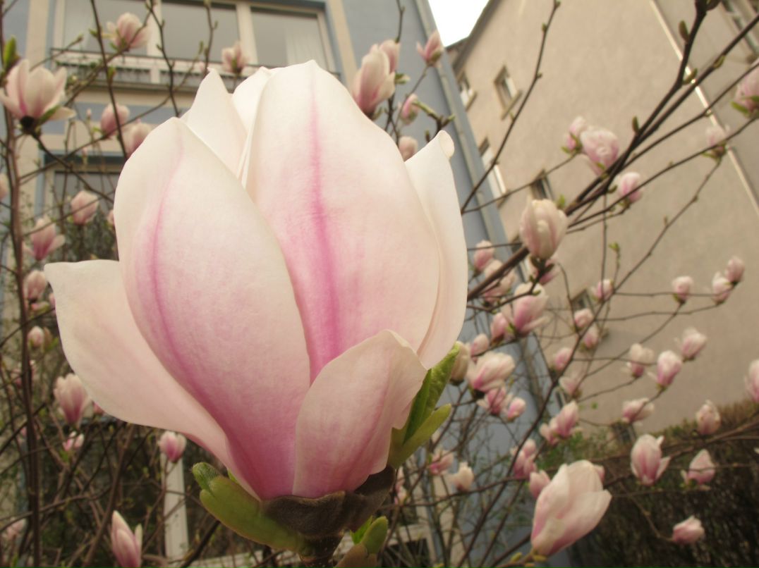 Майя Гирш | Frankfurt am Main