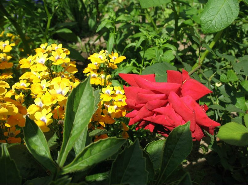 Светлана Сивкова | Сыктывкар