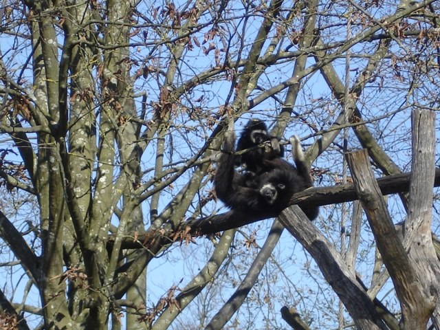 Ольга Гальченко Amalija | Freiburg im Breisgau