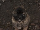 Фотография Груниной Анюты