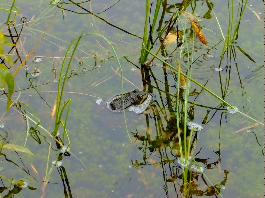 Татьяна Ачаповская | Санкт-Петербург