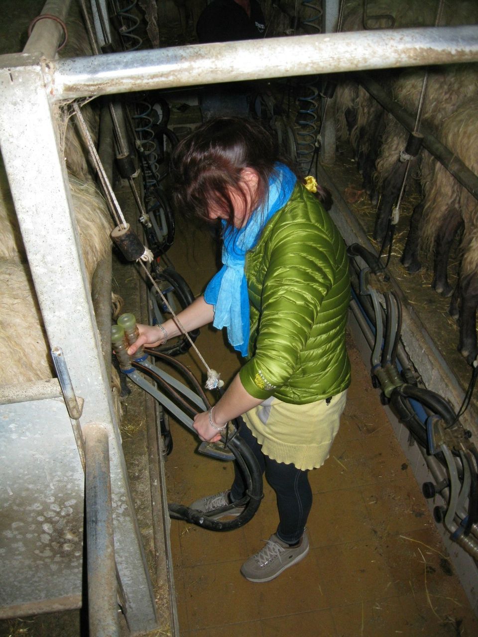 Даша Пфафенрот 