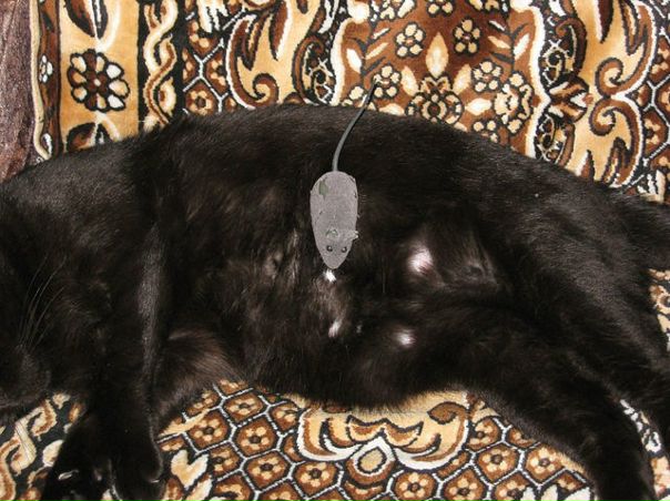 №14, Yulia Arkhipova, 32 года, Kaiserslautern №14, Yulia Arkhipova, 32 года, Kaiserslautern