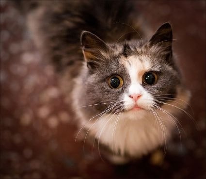 Bagi Kondrateffa | Краснодар